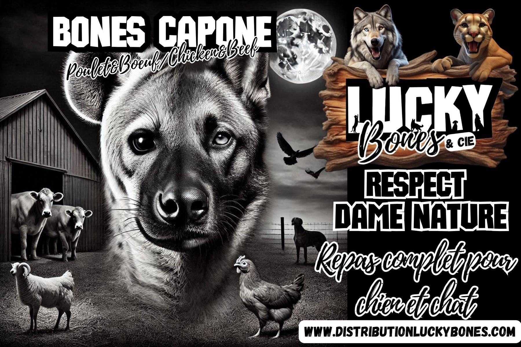 Trex 2 20241215 140832 0002